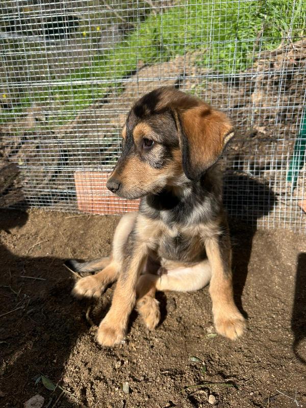 Toby Dolce Cucciolo Cerca Famiglia  Foto 5